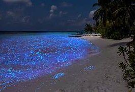 Bioluminescent Beach, Maldives