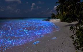 Bioluminescent Beach, Maldives Bioluminescent Beach, Maldives