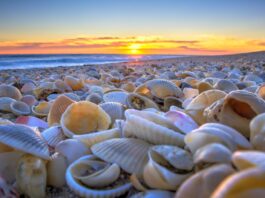 Shell Beach Shell Beach in Australia
