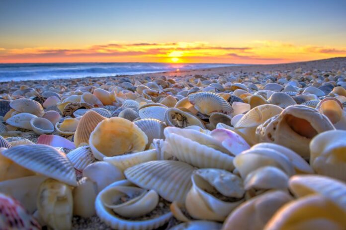 Shell Beach in Australia Shell Beach in Australia