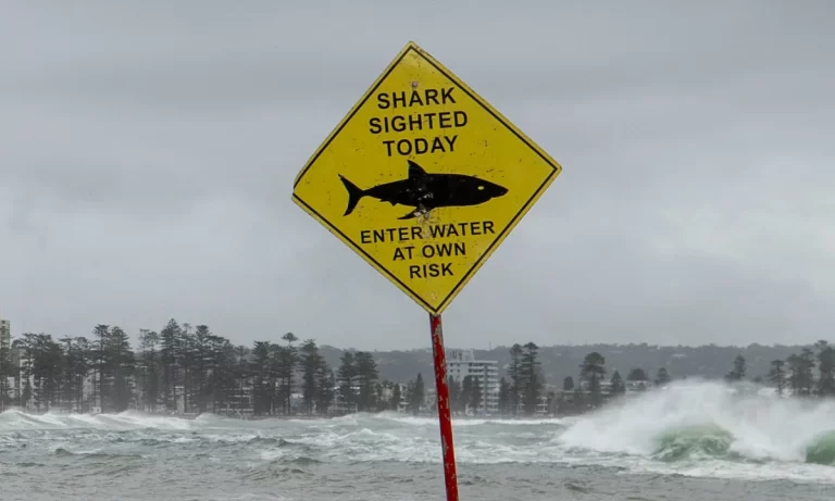 Shark Sightings on New Zealand Beaches