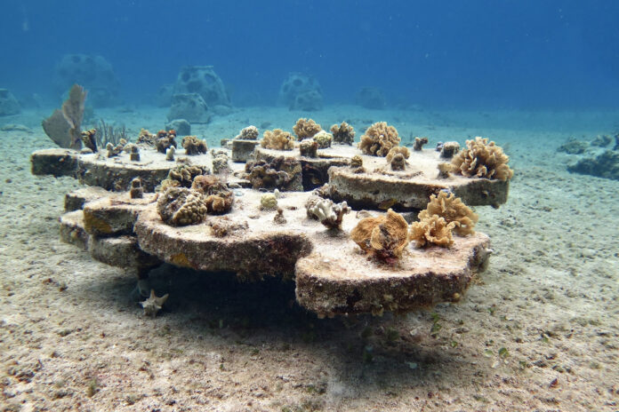 Coral Reef Restoration Coral Reef Restoration